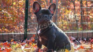 5 Reasons You Should Choose a French Bulldog